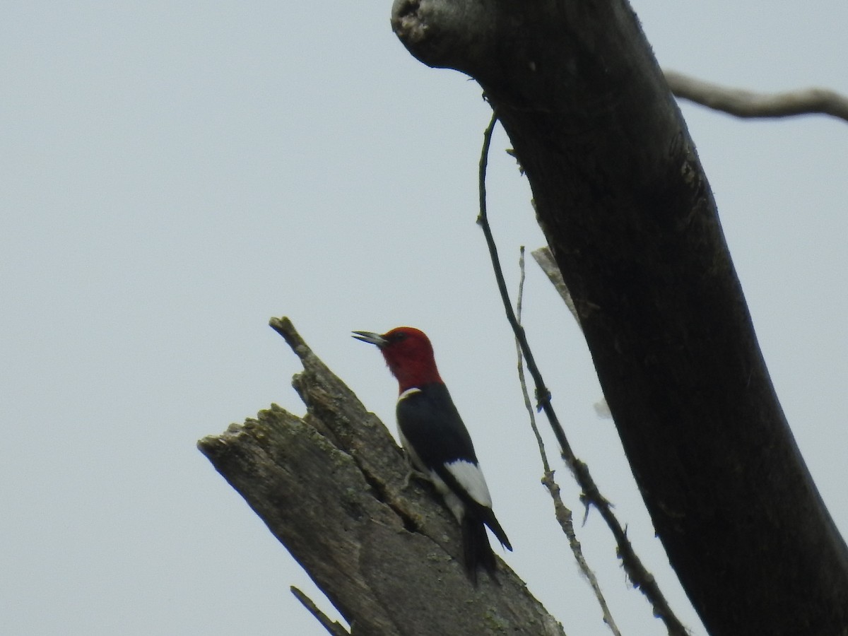 Red-headed Woodpecker - ML620647621