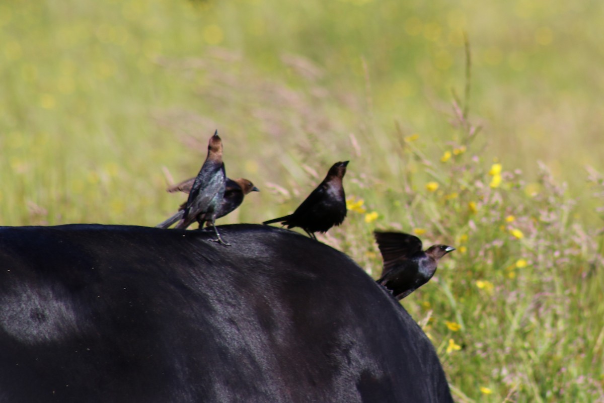 Brown-headed Cowbird - ML620647622