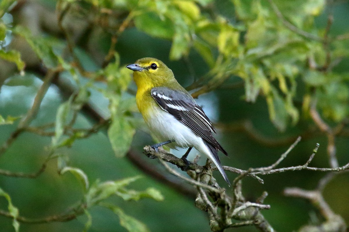 Yellow-throated Vireo - ML620647625