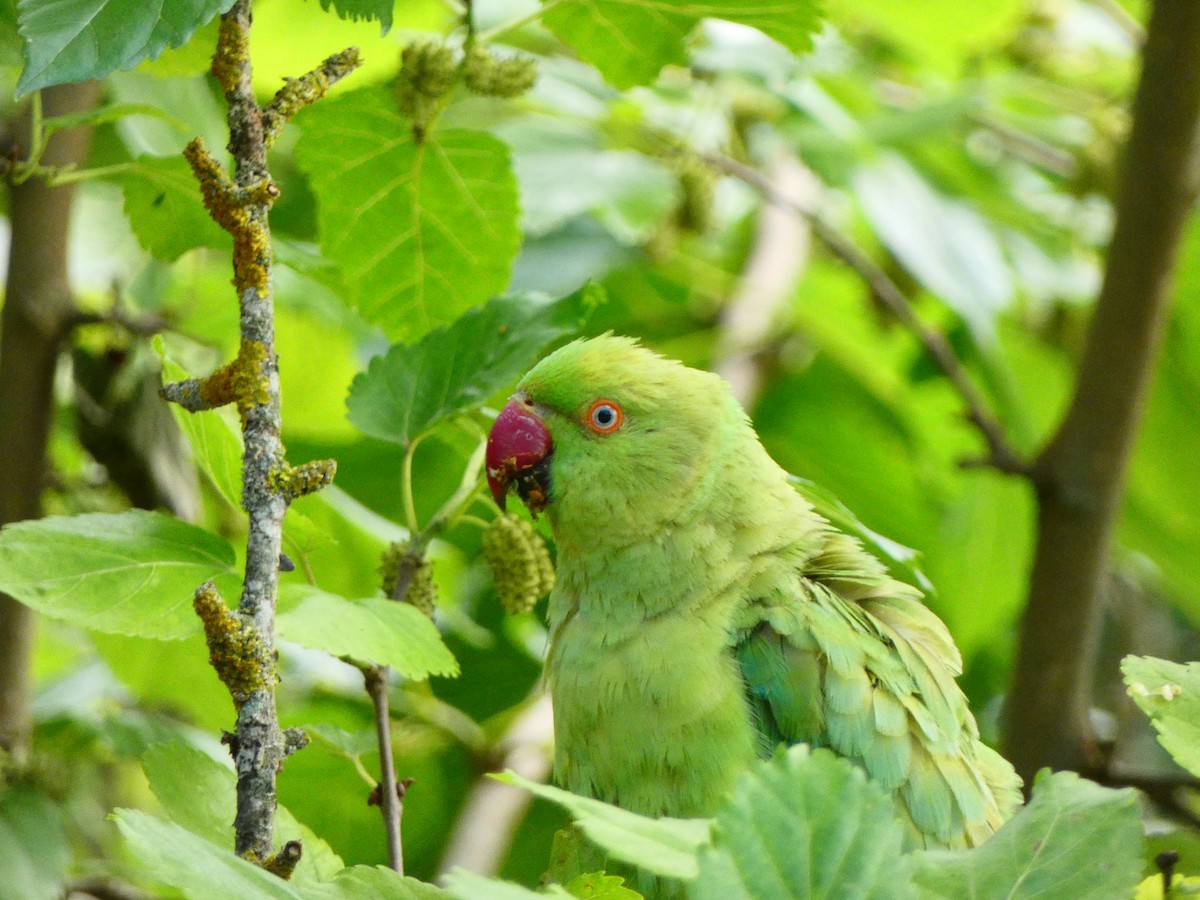 Rose-ringed Parakeet - ML620647626