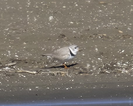 Piping Plover - ML620647628