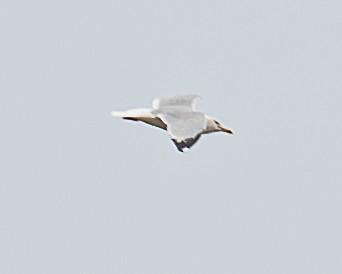 Ring-billed Gull - ML620647629