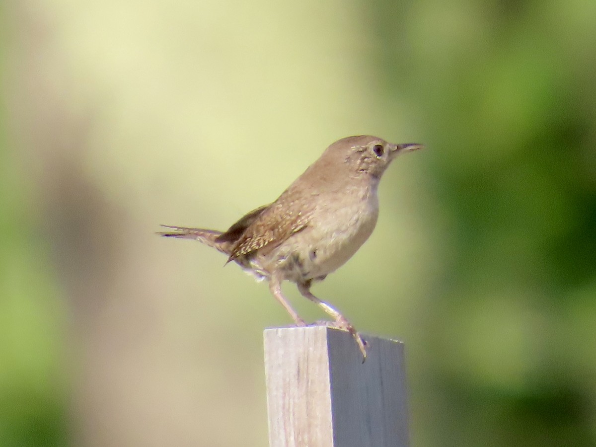 House Wren - ML620647632