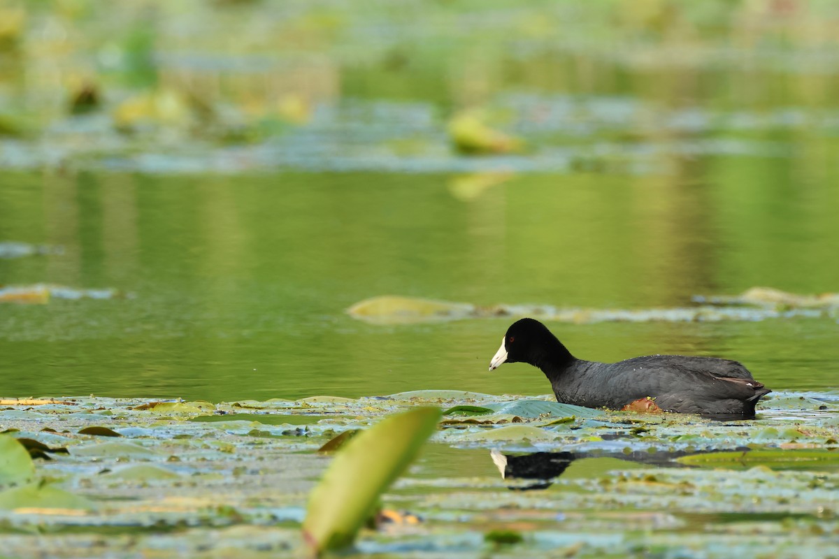 American Coot - ML620647635