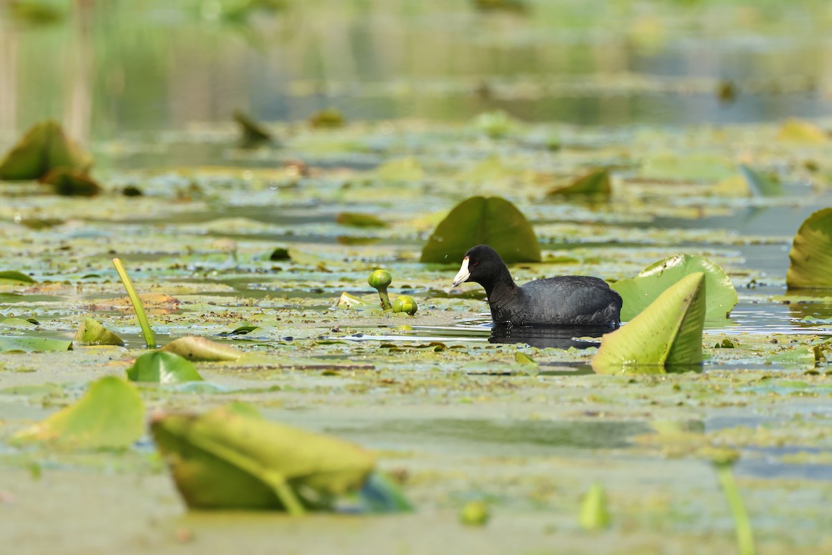 American Coot - ML620647636