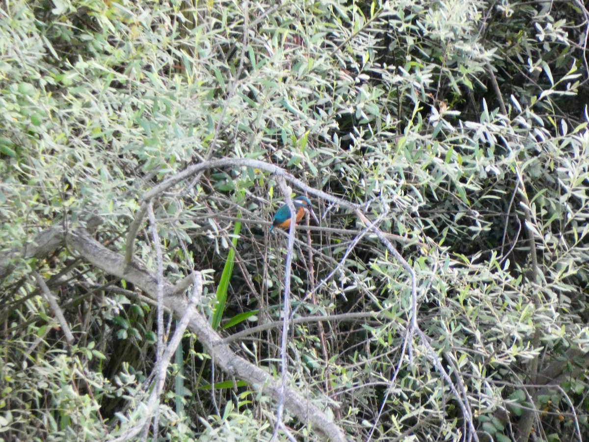 Common Kingfisher - ML620647639