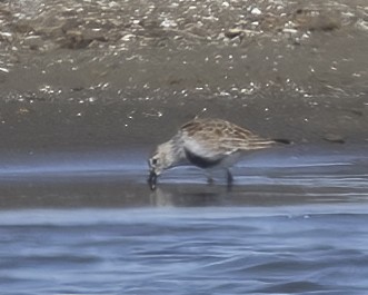 Dunlin - ML620647640