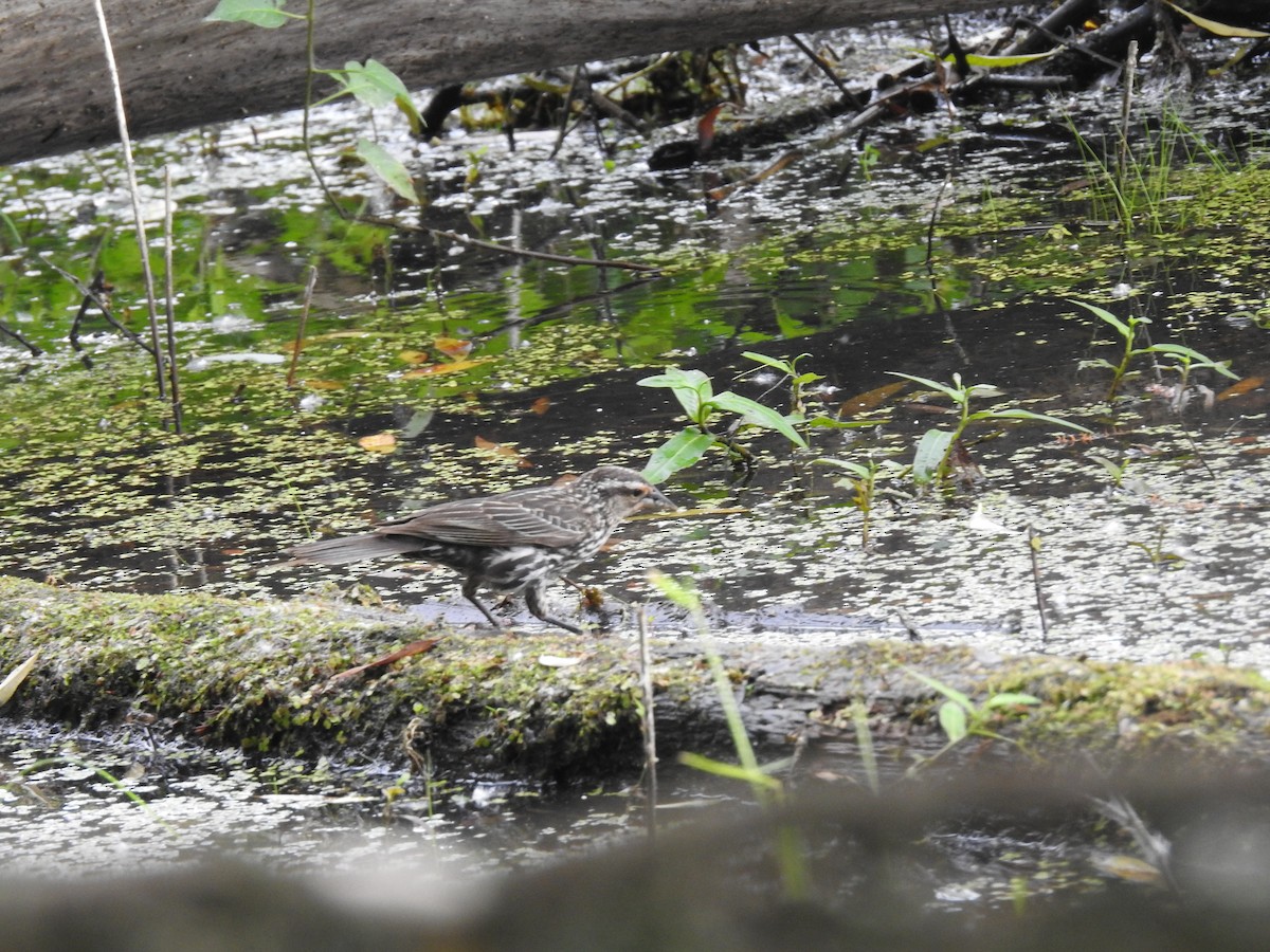 Red-winged Blackbird - ML620647641