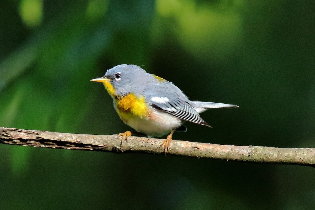 Northern Parula - ML620647642