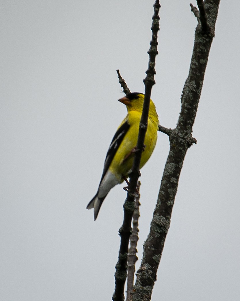 American Goldfinch - ML620647645