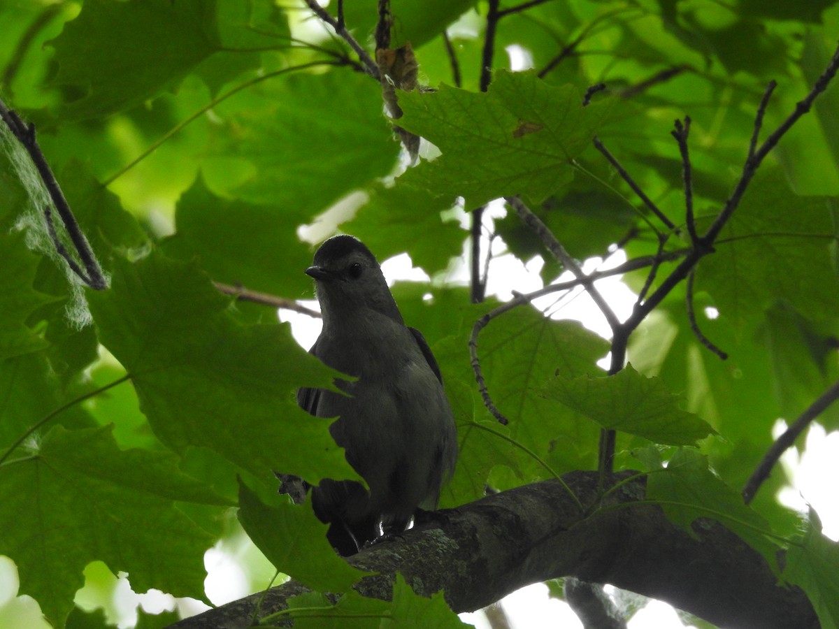 Gray Catbird - ML620647647