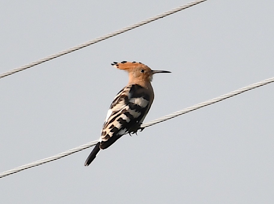 Eurasian Hoopoe - ML620647648