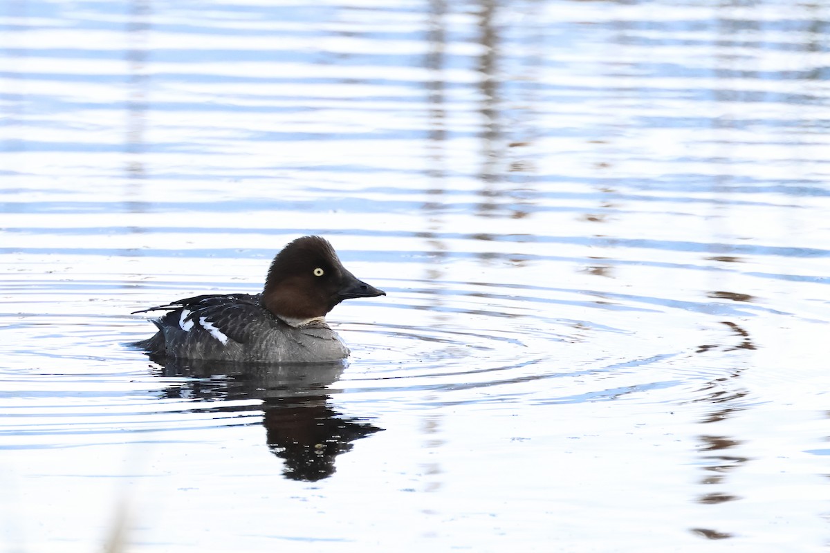 Common Goldeneye - ML620647649