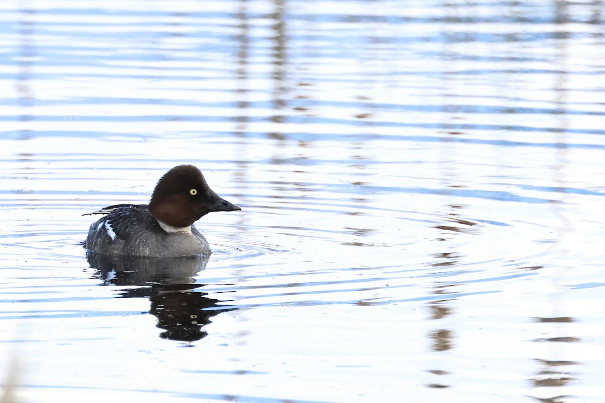 Common Goldeneye - ML620647650