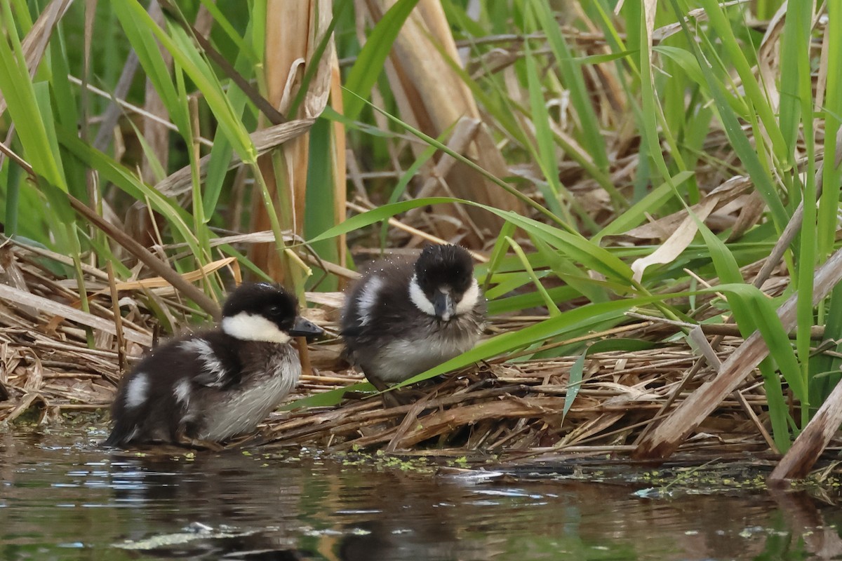 Common Goldeneye - Serge Rivard