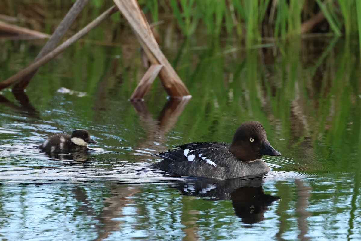 Common Goldeneye - ML620647653