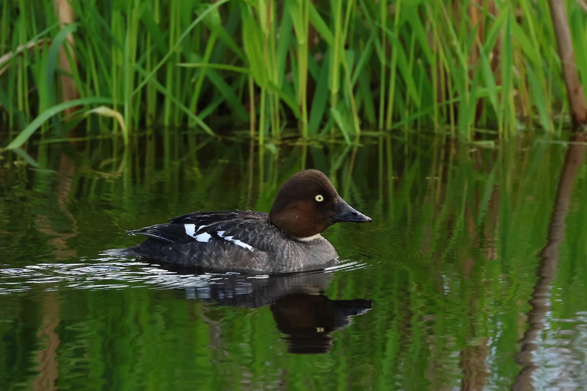 Common Goldeneye - ML620647654