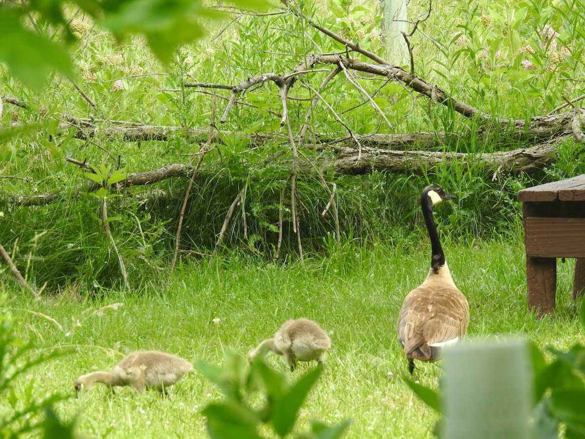 Canada Goose - ML620647657