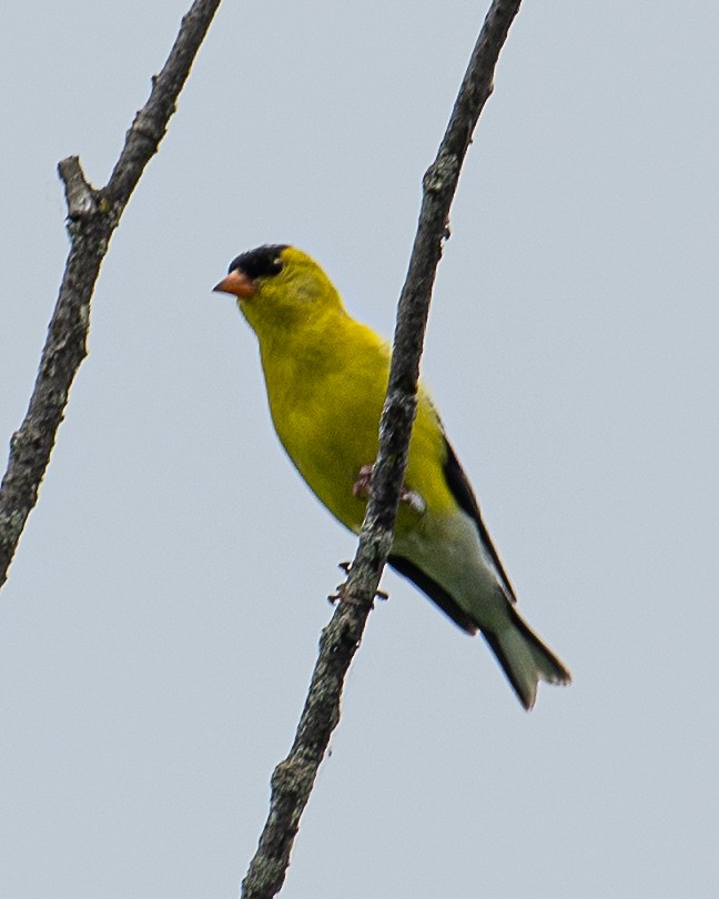 American Goldfinch - ML620647658