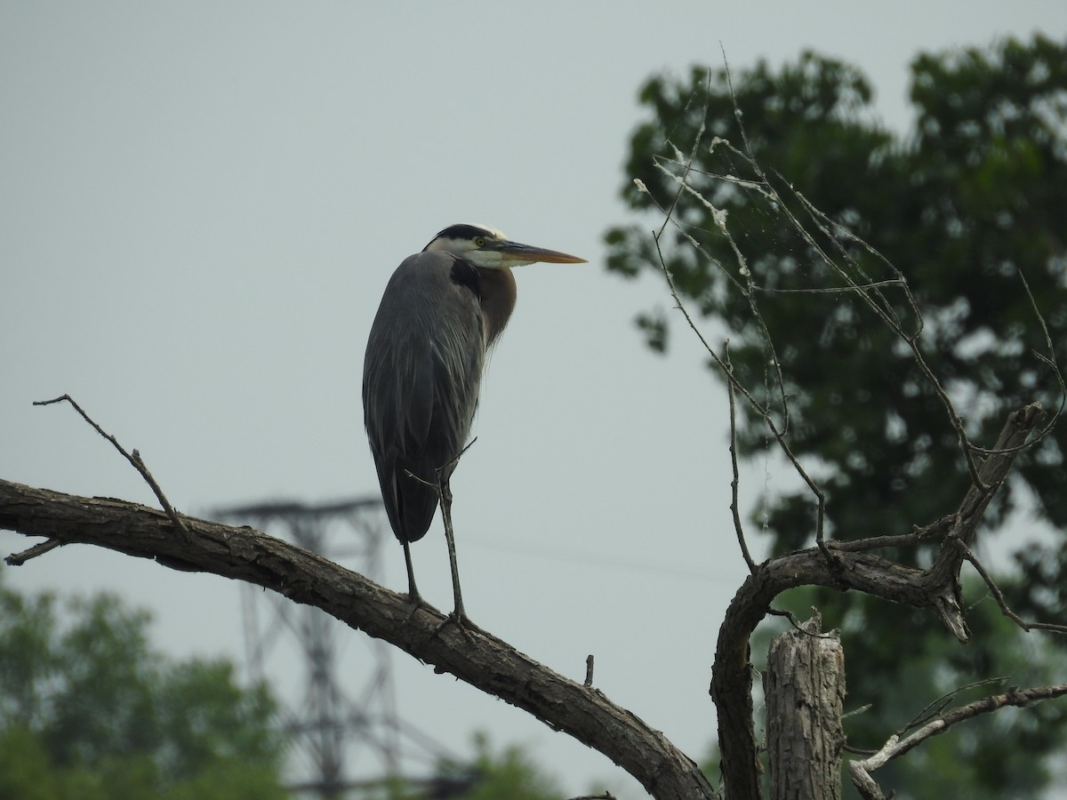 Great Blue Heron - ML620647659