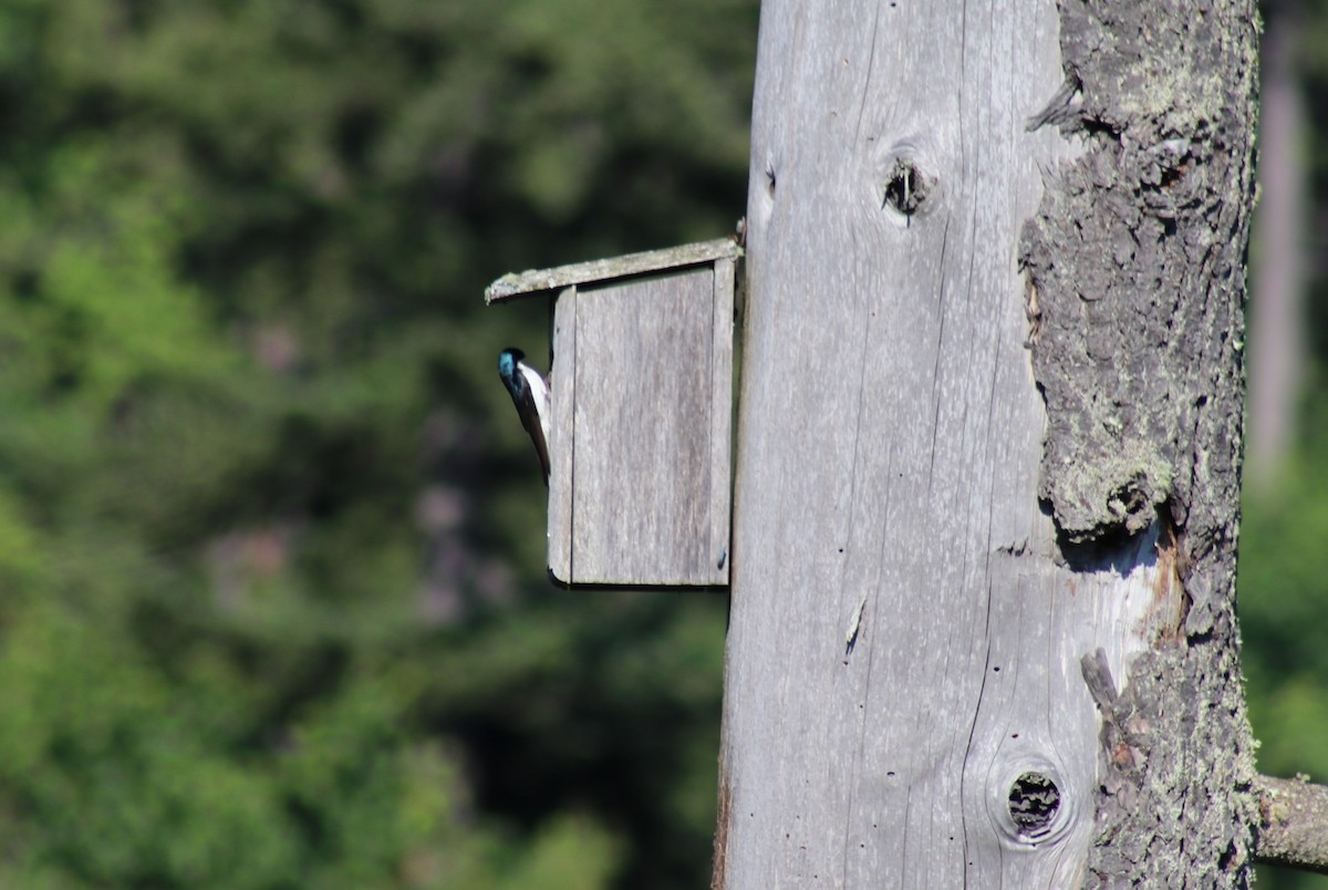 Tree Swallow - ML620647661