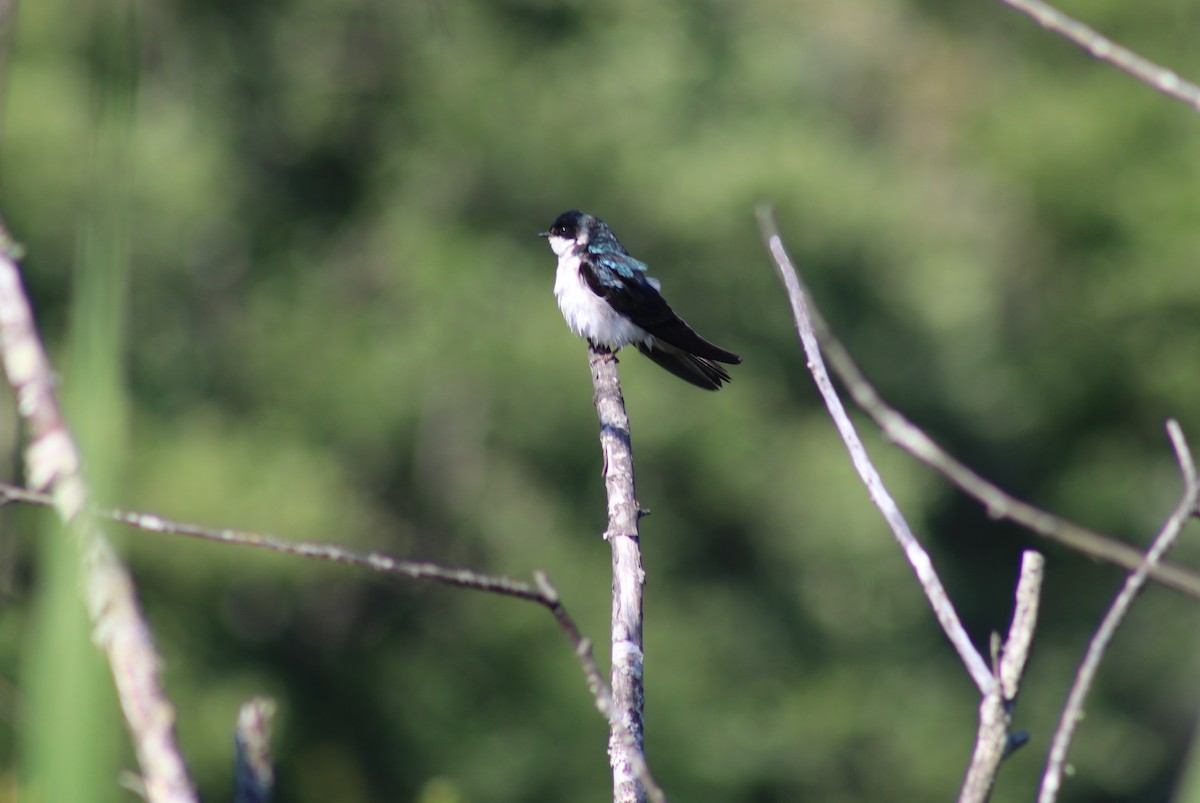 Tree Swallow - ML620647662