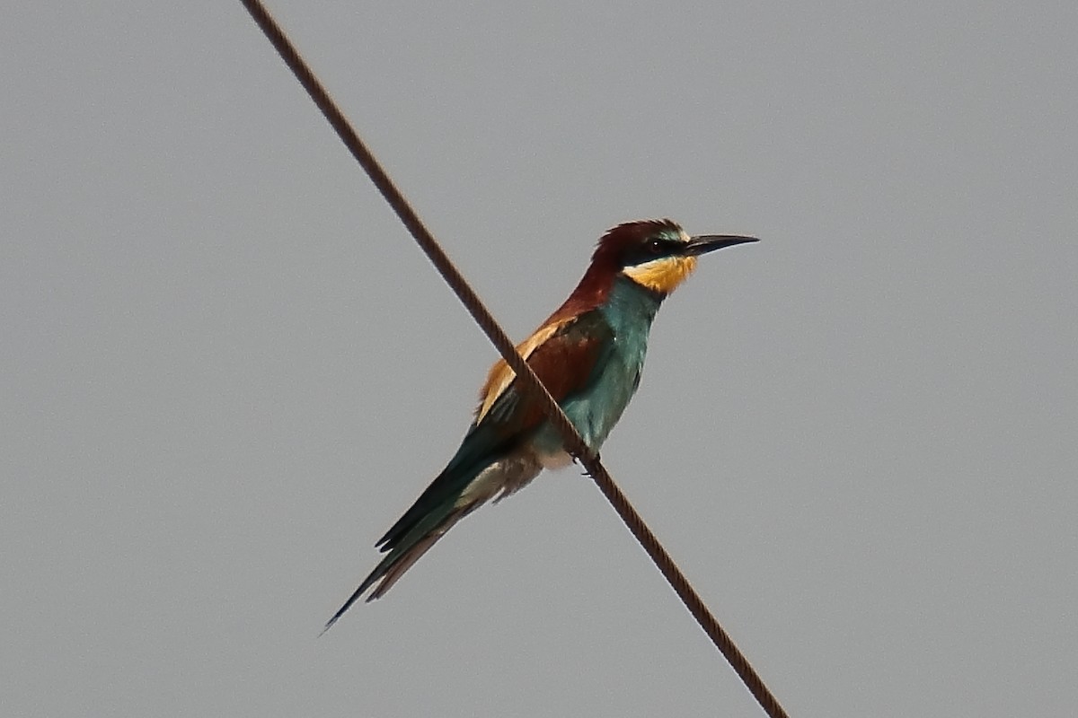 European Bee-eater - ML620647665