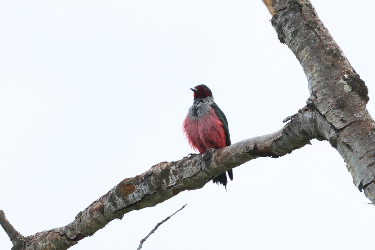 Lewis's Woodpecker - ML620647668