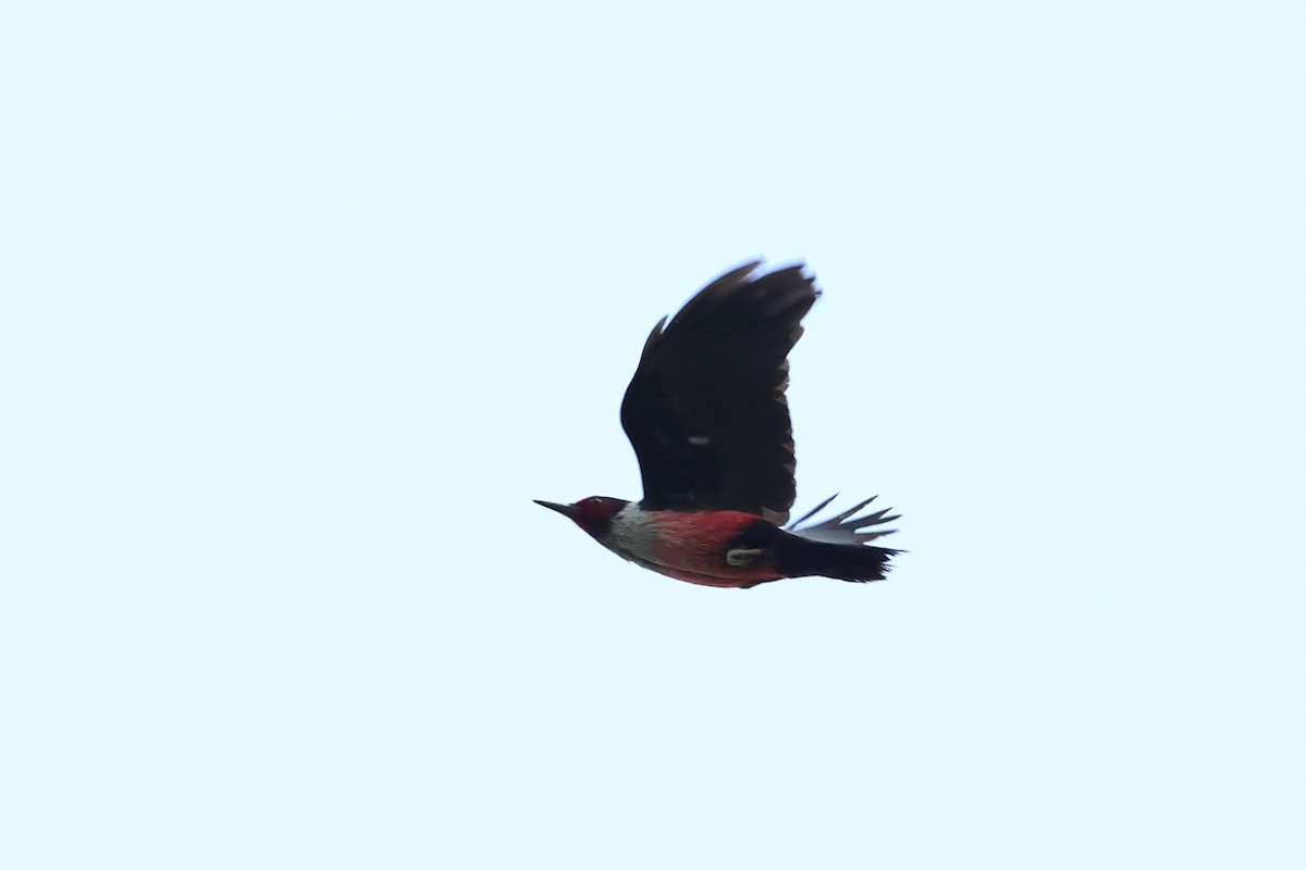 Lewis's Woodpecker - ML620647669