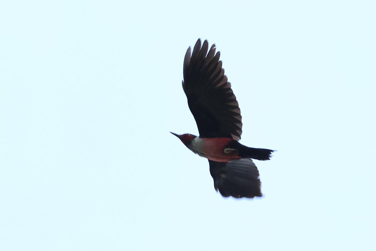 Lewis's Woodpecker - ML620647670