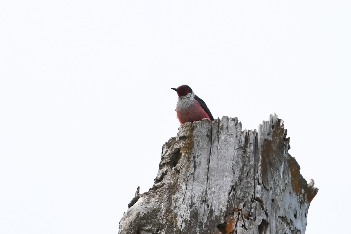 Lewis's Woodpecker - ML620647671