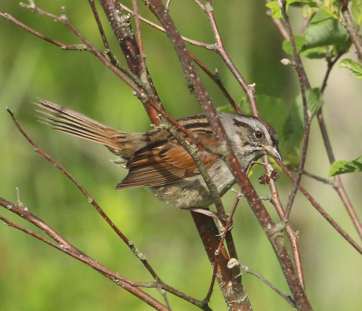 Swamp Sparrow - ML620647674