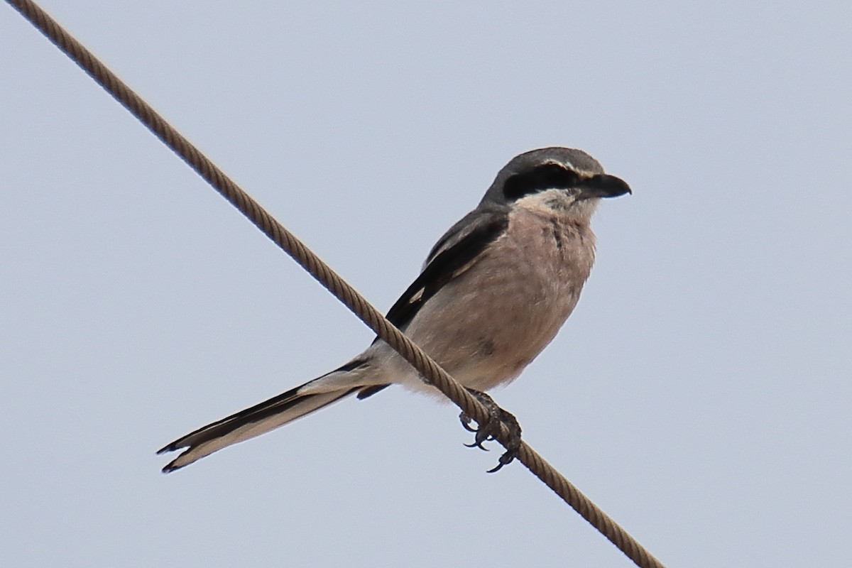 Iberian Gray Shrike - ML620647675