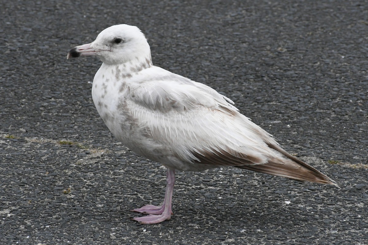 Gaviota Argéntea - ML620647677