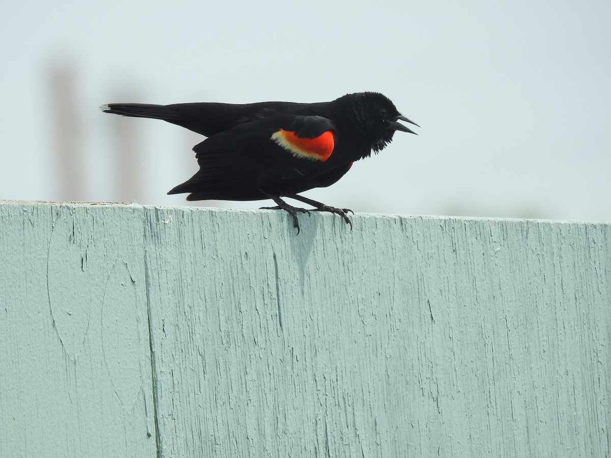 Red-winged Blackbird - ML620647680