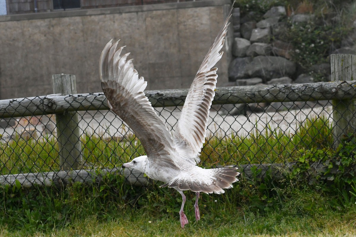 Herring Gull (American) - ML620647681