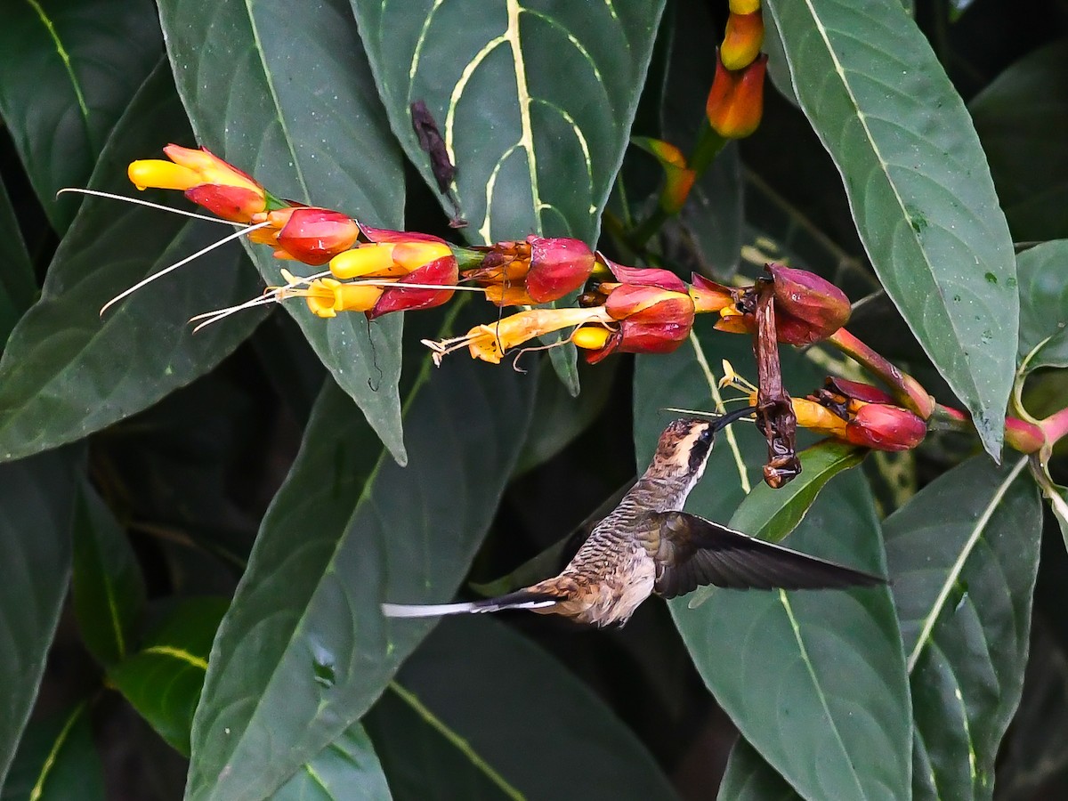 Scale-throated Hermit - ML620647682