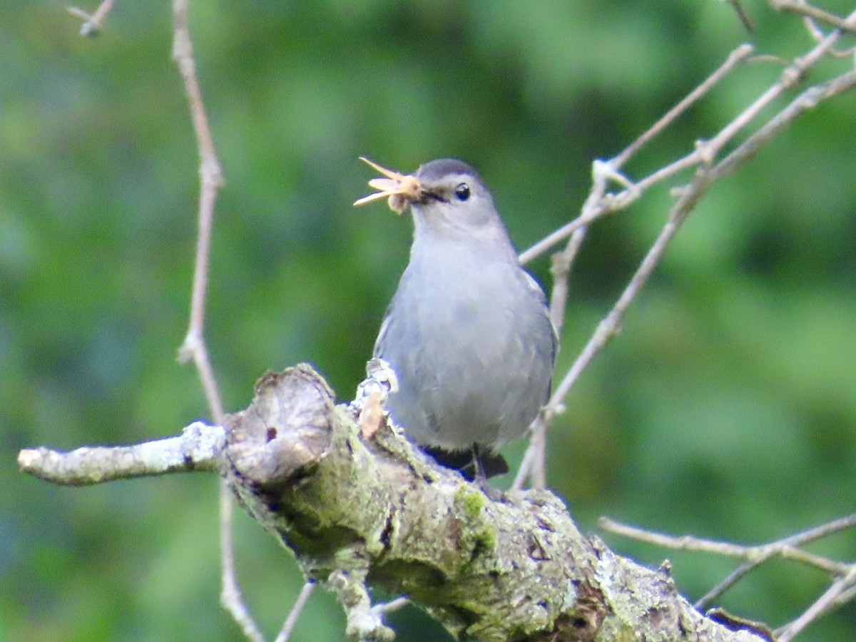 Gray Catbird - ML620647684