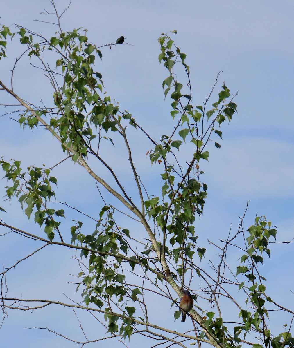 Eastern Bluebird - ML620647686