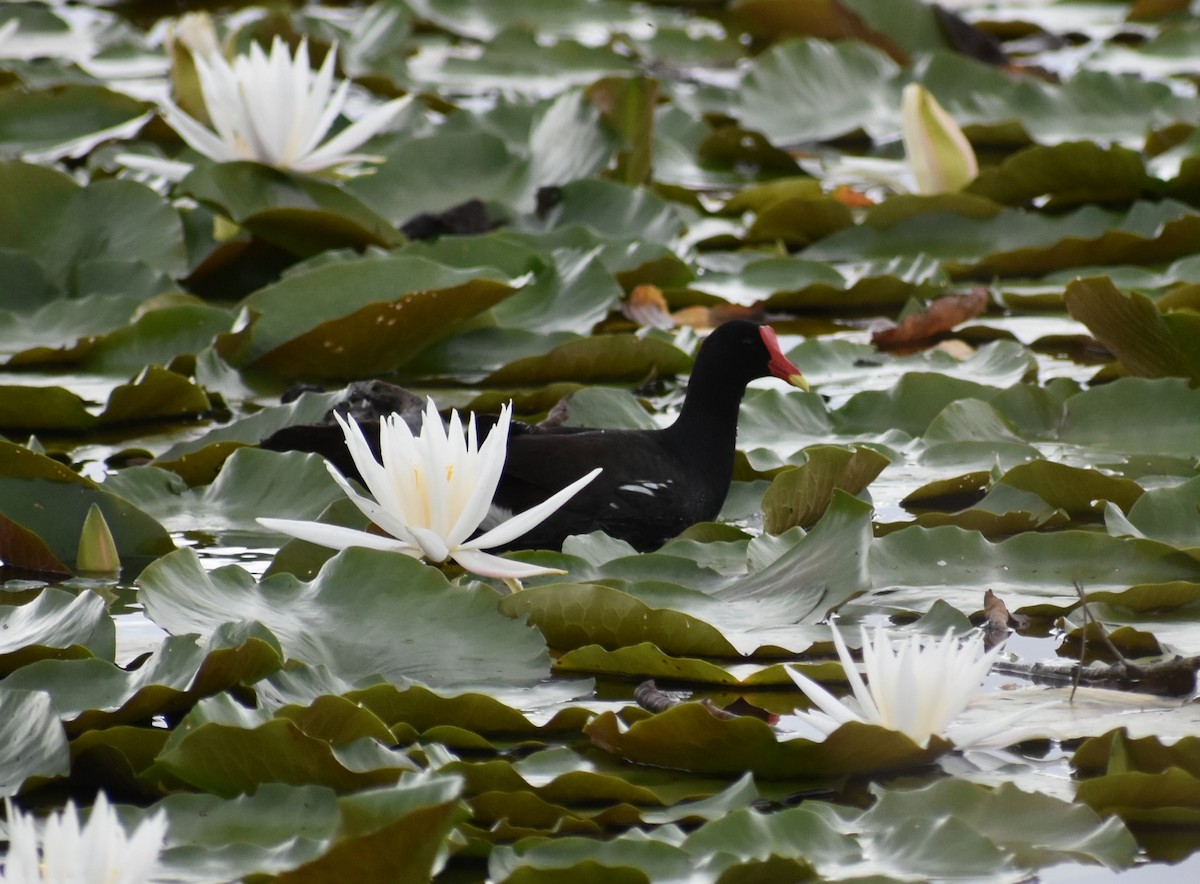 Common Gallinule - ML620647688