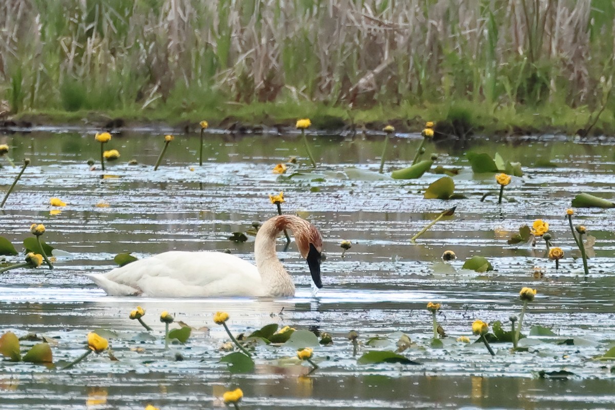 Trumpeter Swan - ML620647690