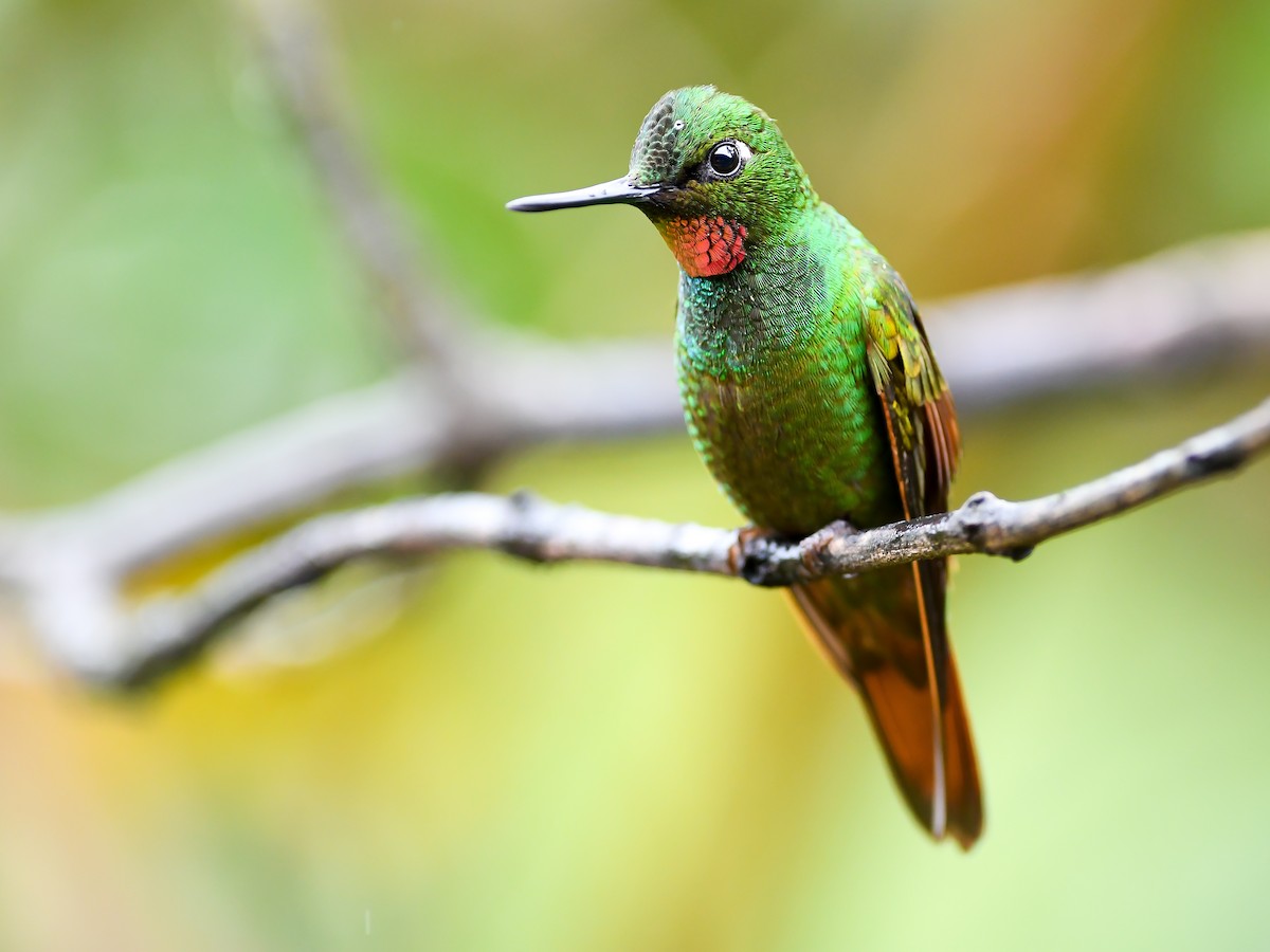 kolibřík brazilský - ML620647693