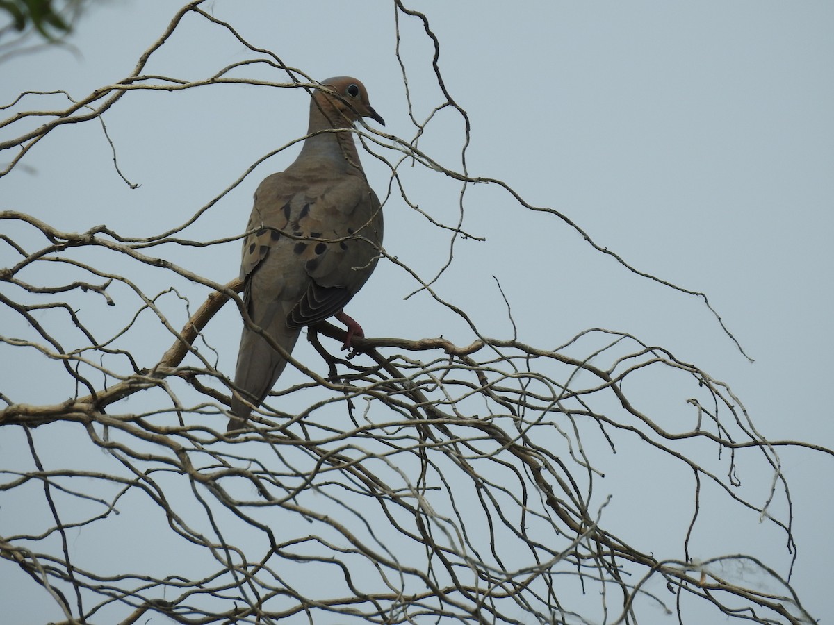 Mourning Dove - ML620647694