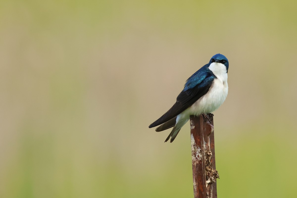 Tree Swallow - ML620647695