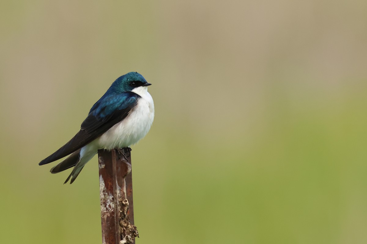 Tree Swallow - ML620647696