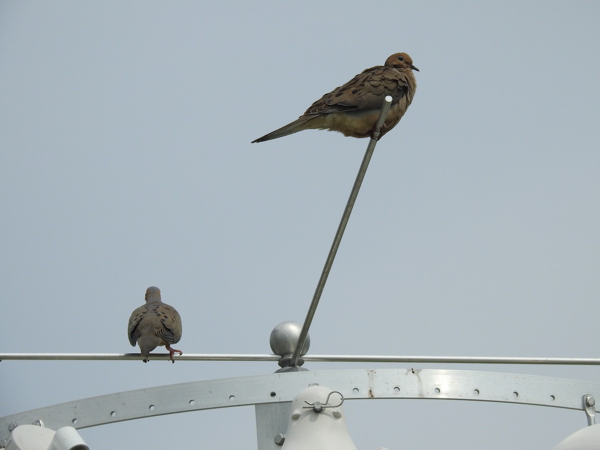 Mourning Dove - ML620647698