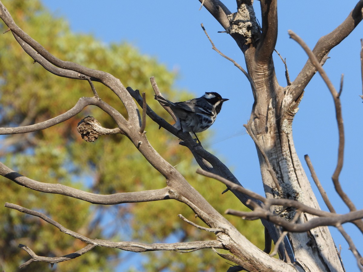 Black-throated Gray Warbler - ML620647702