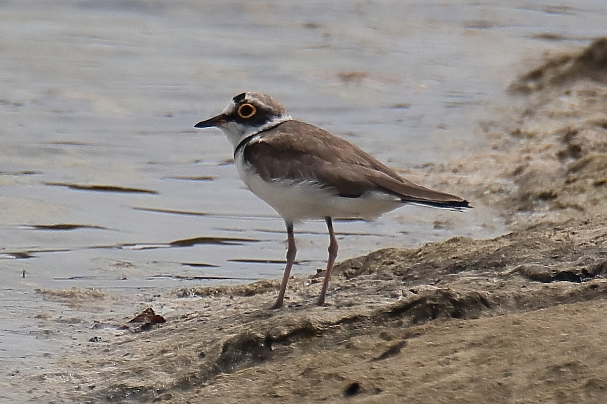 Little Ringed Plover - ML620647703