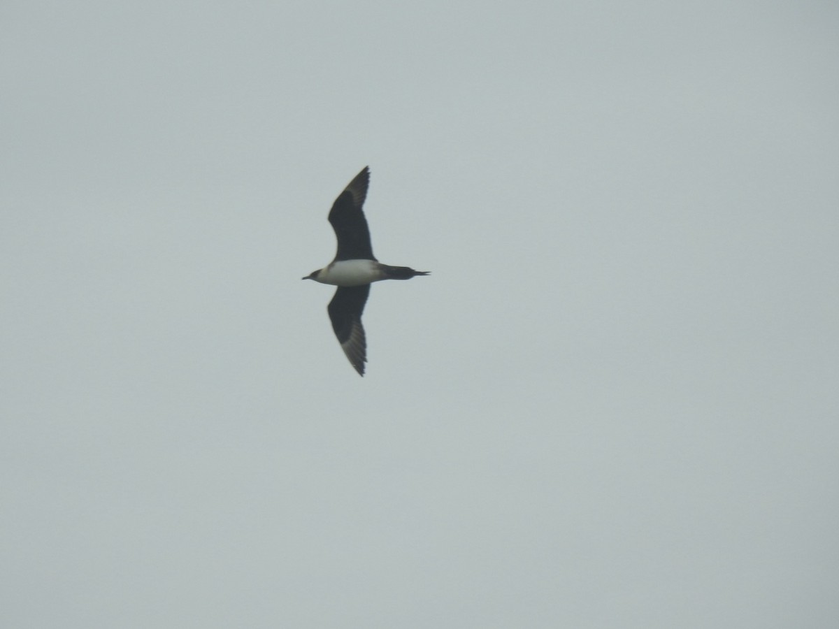 Parasitic Jaeger - Stephen Bailey