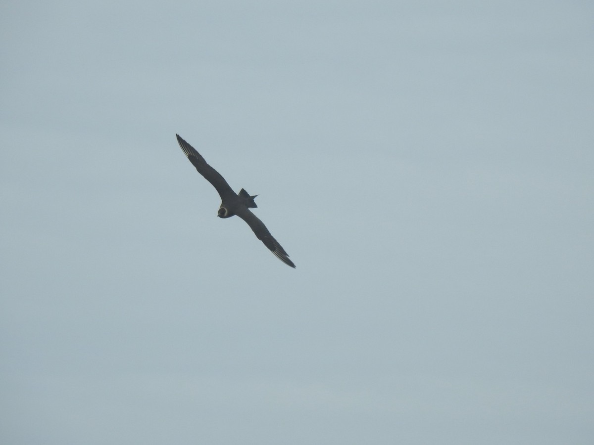 Parasitic Jaeger - Stephen Bailey